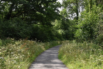 a walk along the tarka trail near Torrington