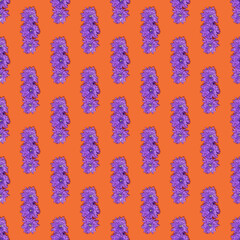 Purple chrysanthemum flower (Chrysanthemum indicum) isolated on orange background.