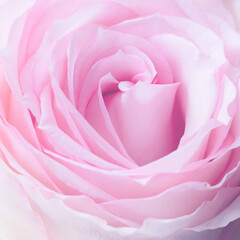 Pastel pink rose close up soft focus