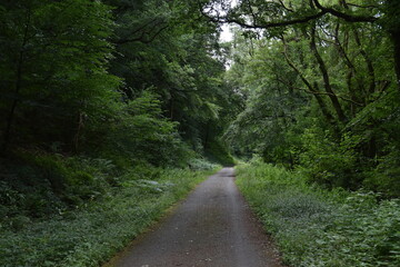 Fototapeta na wymiar a walk along the tarka trail near Torrington