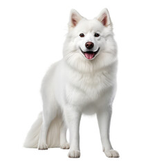 Fototapeta premium dog looking isolated on white