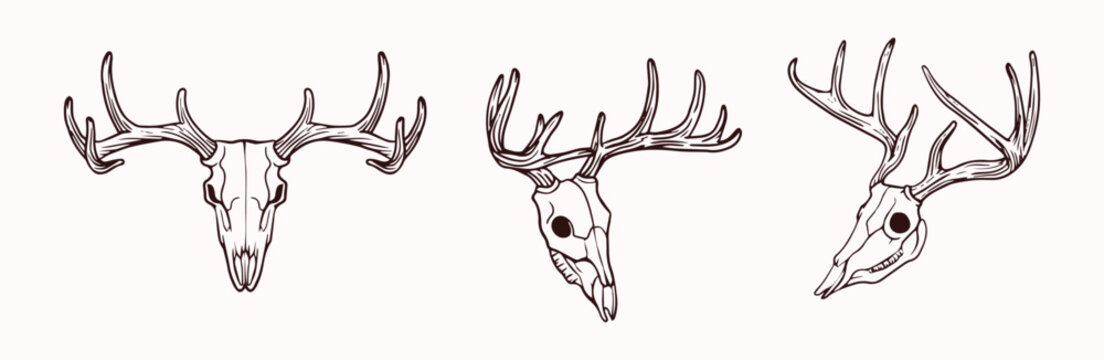 deer head skull vector sketch illustration
