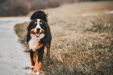 A Happy Bernese Mountain Dog Plays in the Lush Green Grass of the Swiss Alps. Dog in the Alpine mountains.