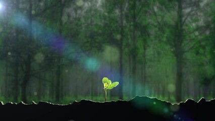 Forest plants and seedlings growing - Powered by Adobe