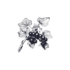 Berry Branch Hand Drawn Monochrome Sketch Vector Illustration