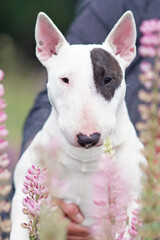 The portrait of a serious white with a brown patch Bull Terrier dog posing outdoors in pink lupine flowers in summer