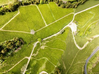 Azores tea plantation