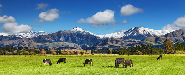 Beautiful landscape with grazing cows - Powered by Adobe