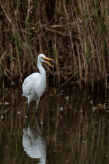 Great egret(Ardea alba)