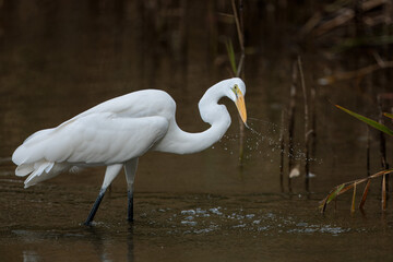 Great egret(Ardea alba)
