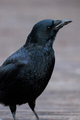 Crow(Corvus)
