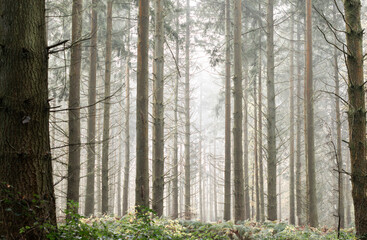 Pine trees in mist in forest with sunlight