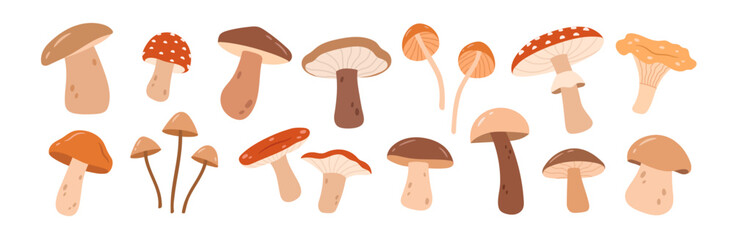 A set of different types of mushrooms on a white background