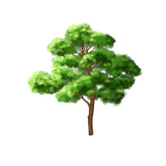 tree isolated