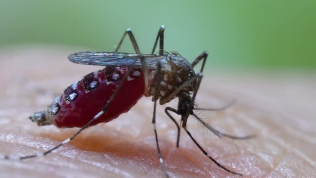 Aedes aegypti Mosquito. Close up a Mosquito sucking human blood,