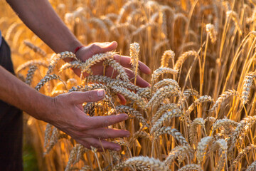 A farmer in a field of wheat checks. Selective focus.