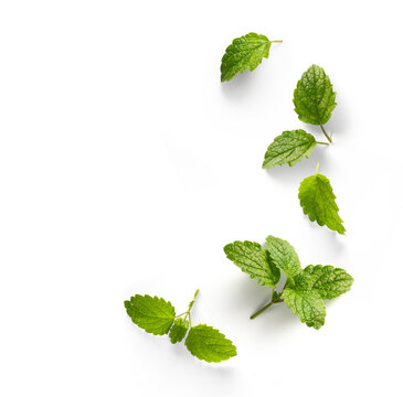 fresh mint leaves with real transparent shadow isolated on transparent background