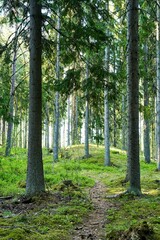 Scenic path through a lush forest, featuring tall trees.