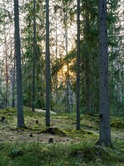 Scenic path through a lush forest, featuring tall trees.