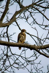 Adult falcon on a tree branch.