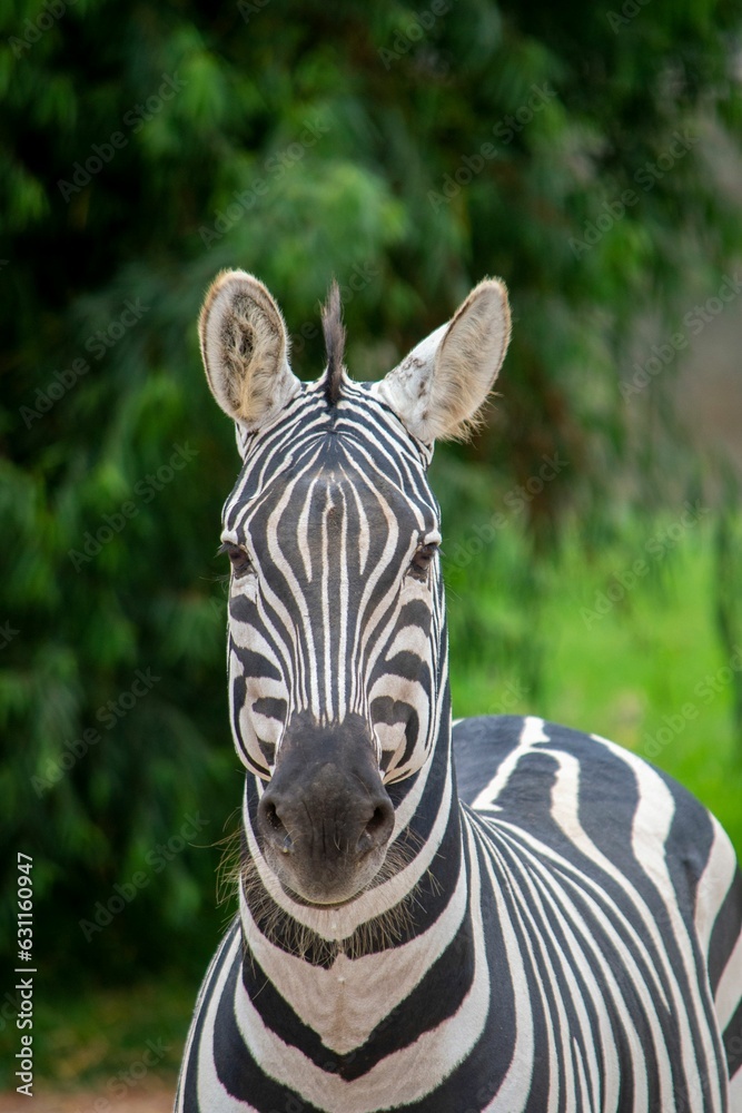 Canvas Prints Close up of a Zebra at the Zoo.