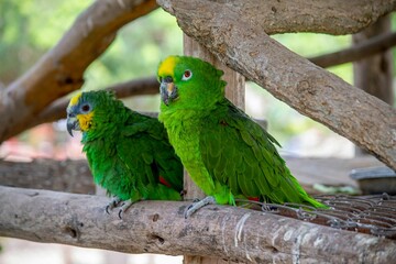 A pair of yellow-crowned amazon parrots perched on the tree branch