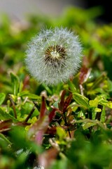 Close-up of a dandelion flower with a few drops of water. selective focus.