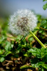 Close-up of a dandelion flower with a few drops of water. selective focus.