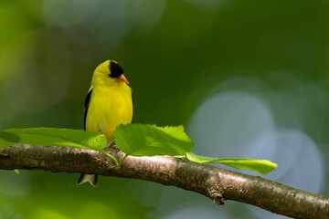Cheerful yellow Goldfinch perched on a lush green tree branch