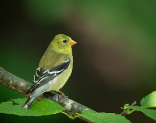 Goldfinch bird perched on a solitary tree branch against a vibrant green leafy backdrop