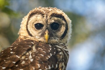 Close-up shot of an owl against a sunny backdrop