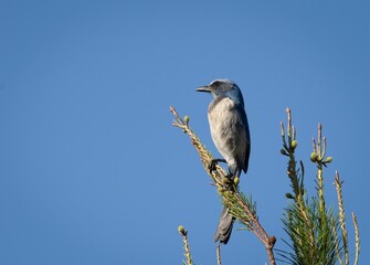 Florida scrub jay bird perches on a branch of a pine tree in a bright blue sky