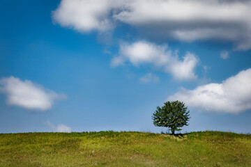 Tree at Schleswig