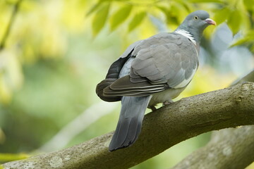 The Common Wood Pigeon (Columba palumbus) is a member of the dove and pigeons family Columbidae.