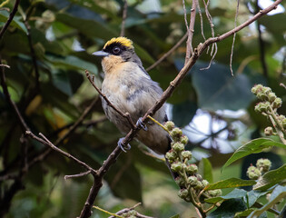 bird perched in the tree