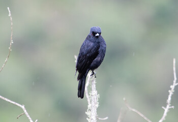 black bird in tree