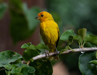 canary