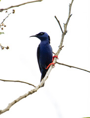 blue bird on a twig