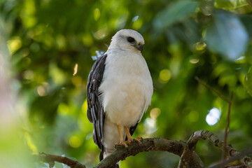 white tailed hawk