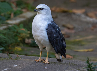 hawk in the ground