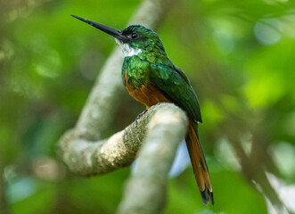 tropical bird perched