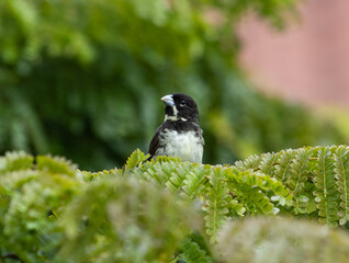 bird in tree top