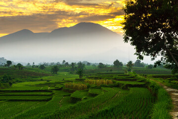 Beautiful morning view indonesia Panorama Landscape paddy fields with beauty color and sky natural light