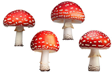 Funghi di amanita muscaria rossi coi puntini bianchi, trasparenti e isolati