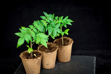 Young seedlings of tomato in peat pots on a black background