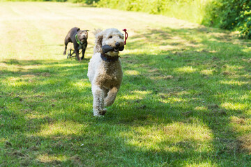 Rennender apportierender Labradoodle auf der Wiese