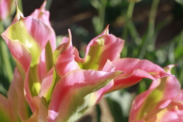 Sfumature di tulipano