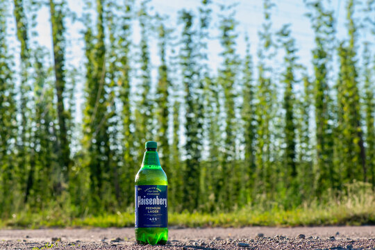 KYIV, UKRAINE - August 03, 2023: Heisenberg - new craft beer in Ukraine against the backdrop of a hop field New Brew production