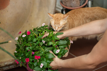Hands of woman touching a colorful plant while a orange cat smell the plant - Powered by Adobe