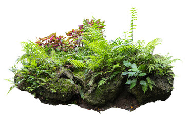 Tropical plant stone rock fern moss bush tree isolated on white background with clipping path.